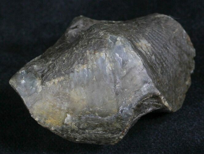 Large Devonian Cyrtospirifer Gastropod - Germany #27993